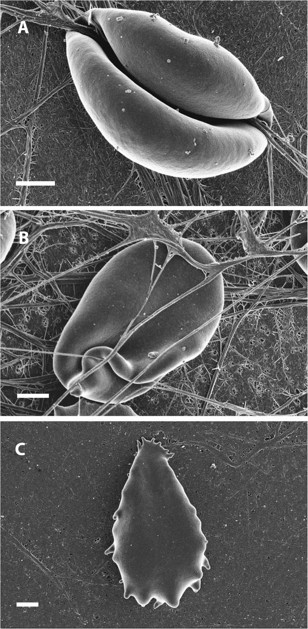 https://cdn.ncbi.nlm.nih.gov/pmc/blobs/897a/3599682/fc77d256afb4/1475-2840-12-25-2.jpg