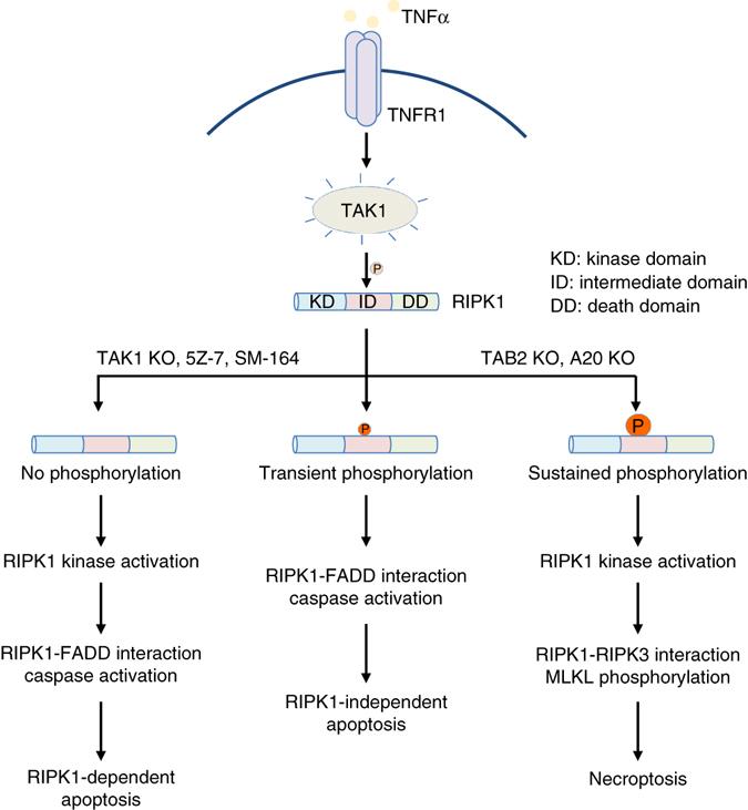 https://cdn.ncbi.nlm.nih.gov/pmc/blobs/897a/5572456/10f20fa582aa/41467_2017_406_Fig8_HTML.jpg