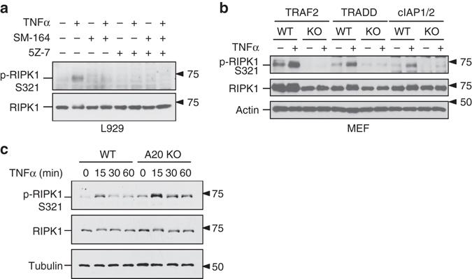 https://cdn.ncbi.nlm.nih.gov/pmc/blobs/897a/5572456/8341f0cea2dc/41467_2017_406_Fig3_HTML.jpg