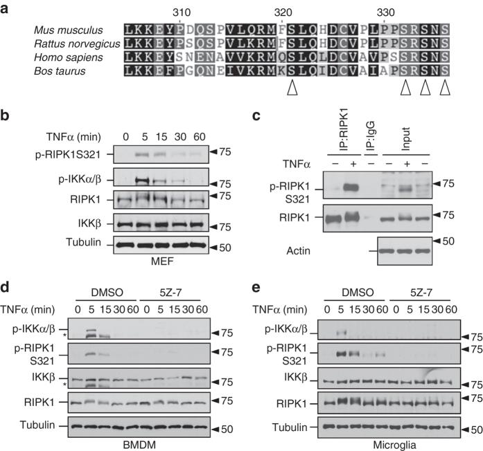 https://cdn.ncbi.nlm.nih.gov/pmc/blobs/897a/5572456/d4c6a5472085/41467_2017_406_Fig1_HTML.jpg