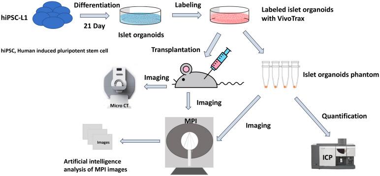https://cdn.ncbi.nlm.nih.gov/pmc/blobs/897b/8397508/54da8db3faa0/fcell-09-704483-g001.jpg