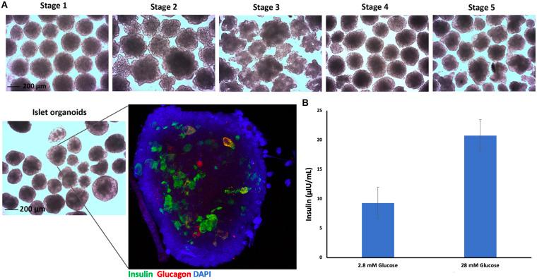 https://cdn.ncbi.nlm.nih.gov/pmc/blobs/897b/8397508/9f5deceba681/fcell-09-704483-g002.jpg
