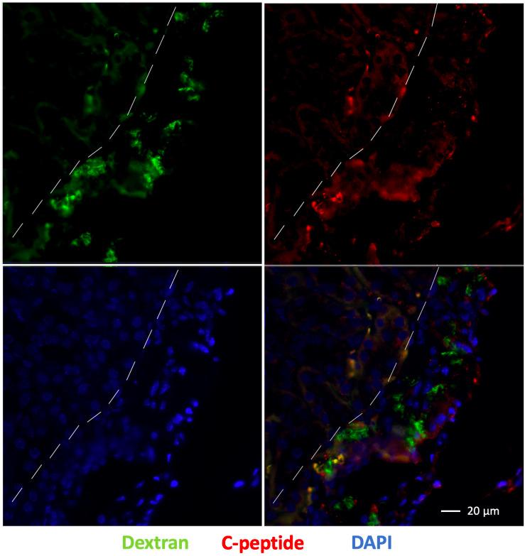 https://cdn.ncbi.nlm.nih.gov/pmc/blobs/897b/8397508/bb20c0ca79a1/fcell-09-704483-g007.jpg