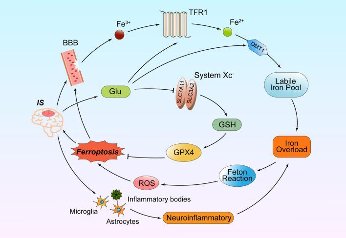 https://cdn.ncbi.nlm.nih.gov/pmc/blobs/897c/11407159/6a600350f2e0/10571_2024_1457_Fig2_HTML.jpg