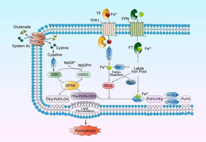 https://cdn.ncbi.nlm.nih.gov/pmc/blobs/897c/11407159/cf49a621e2dd/10571_2024_1457_Fig1_HTML.jpg
