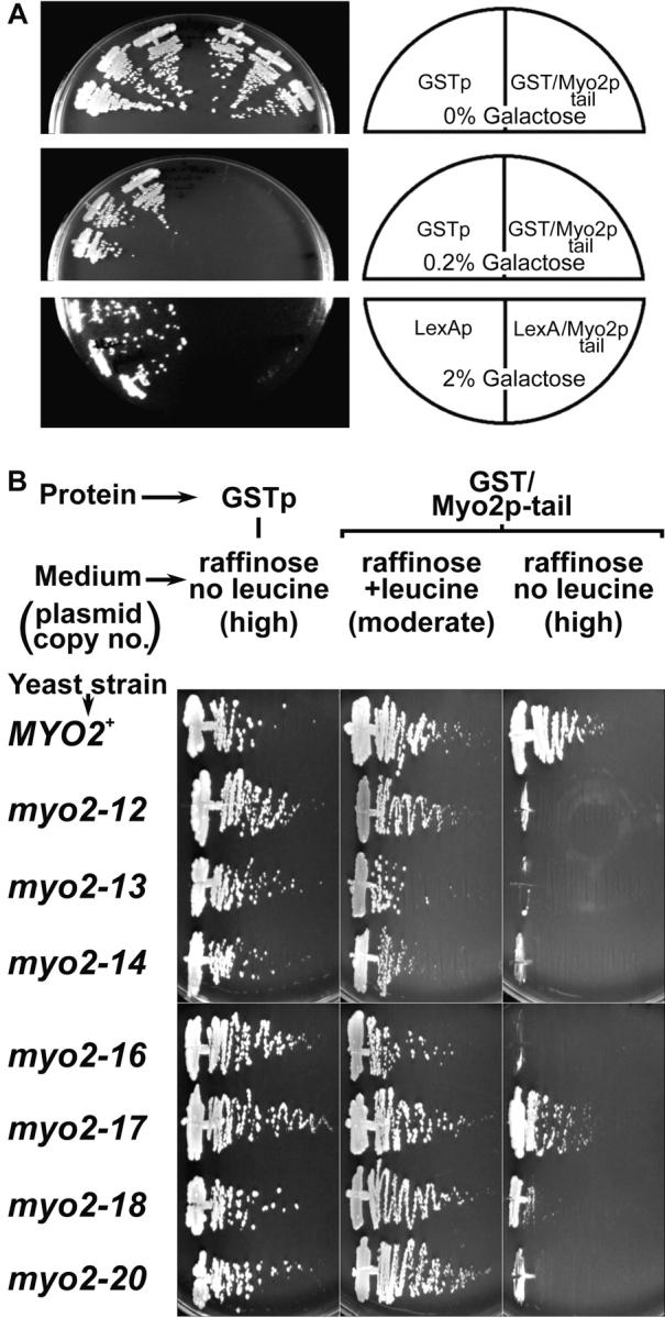 https://cdn.ncbi.nlm.nih.gov/pmc/blobs/897c/2156159/08cb6c56766a/JCB9908002.f5.jpg