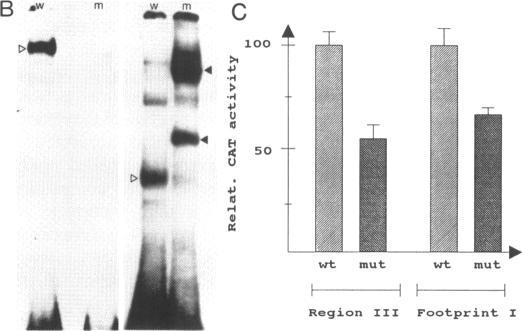 https://cdn.ncbi.nlm.nih.gov/pmc/blobs/897e/309226/8e43e30d6c9a/nar00053-0144-b.jpg
