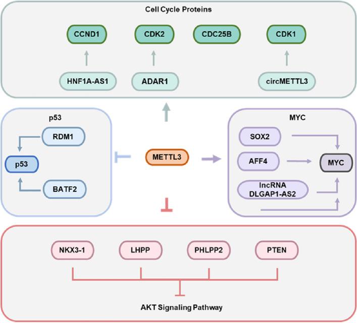 https://cdn.ncbi.nlm.nih.gov/pmc/blobs/8981/10732098/878e33fbbc18/12964_2023_1360_Fig3_HTML.jpg