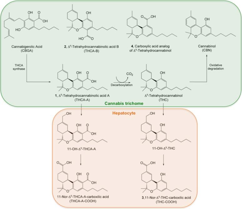 https://cdn.ncbi.nlm.nih.gov/pmc/blobs/8981/5549534/796a39c4bcbc/fig-1.jpg