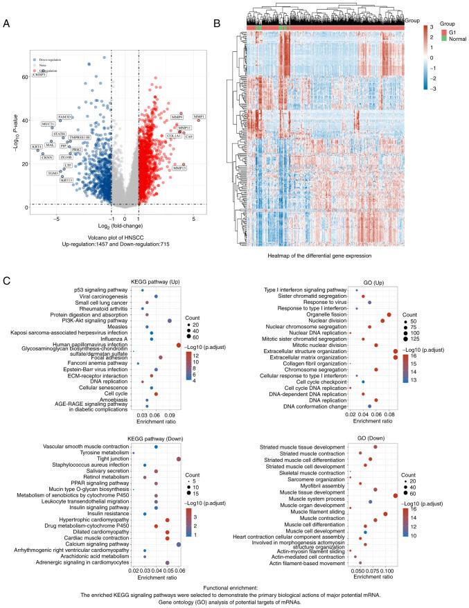 https://cdn.ncbi.nlm.nih.gov/pmc/blobs/8984/9257971/e187d71d478a/etm-24-02-11449-g00.jpg