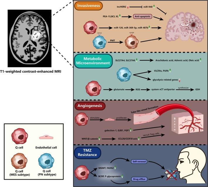 https://cdn.ncbi.nlm.nih.gov/pmc/blobs/8985/11920816/8ec52cf0f0c3/CNS-31-e70333-g001.jpg