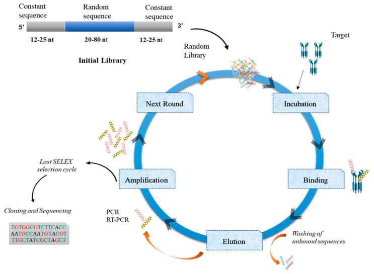 https://cdn.ncbi.nlm.nih.gov/pmc/blobs/8987/7600108/ee0045ba58e3/pharmaceutics-12-00955-g002.jpg
