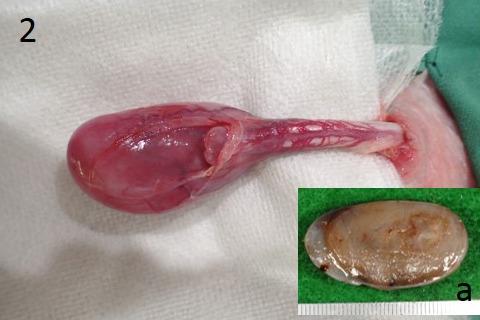 https://cdn.ncbi.nlm.nih.gov/pmc/blobs/8988/5289256/31fb36530d21/jvms-79-171-g002.jpg