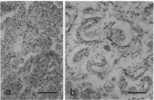 https://cdn.ncbi.nlm.nih.gov/pmc/blobs/8989/280130/d91e6d59d9c8/pnas00261-0131-c.jpg