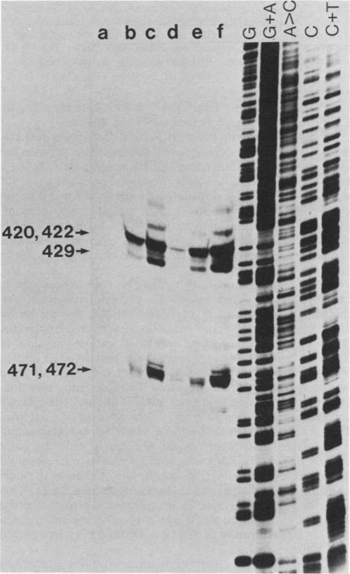 https://cdn.ncbi.nlm.nih.gov/pmc/blobs/898b/368690/cd3bd658fbe5/molcellb00144-0051-a.jpg