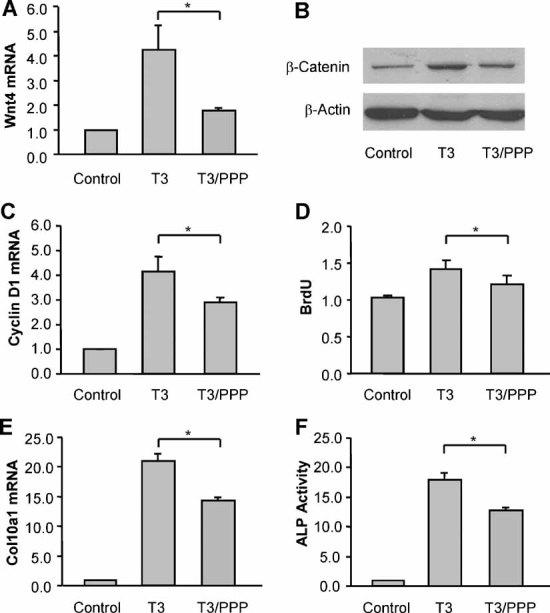 https://cdn.ncbi.nlm.nih.gov/pmc/blobs/898c/3153371/65fd5100d65e/jbmr0025-1138-f2.jpg