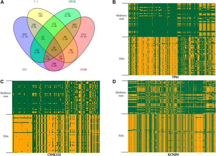 https://cdn.ncbi.nlm.nih.gov/pmc/blobs/898c/9869173/a14853392b03/fgene-13-1084824-g004.jpg