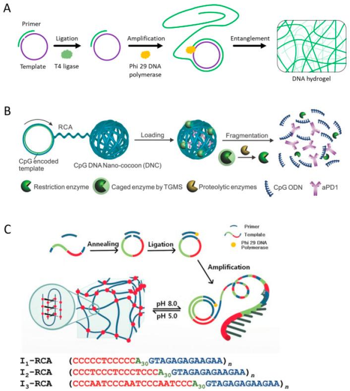 https://cdn.ncbi.nlm.nih.gov/pmc/blobs/898d/12191176/40418eda9727/biosensors-15-00355-g005.jpg