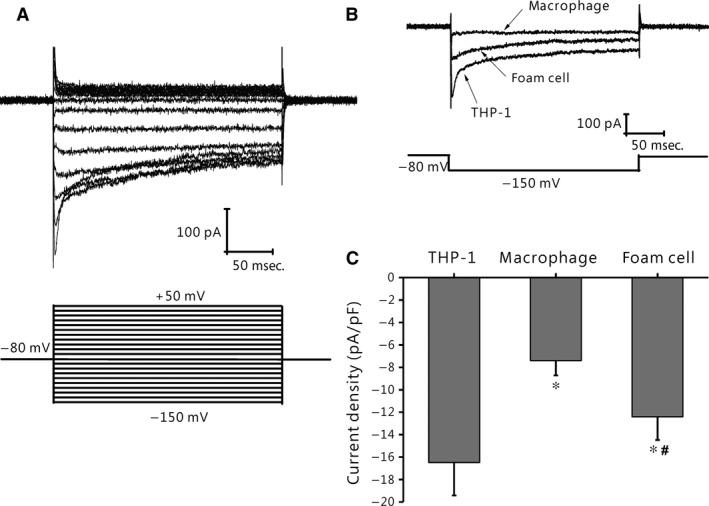 https://cdn.ncbi.nlm.nih.gov/pmc/blobs/898f/4759473/6051cc725866/JCMM-20-403-g003.jpg