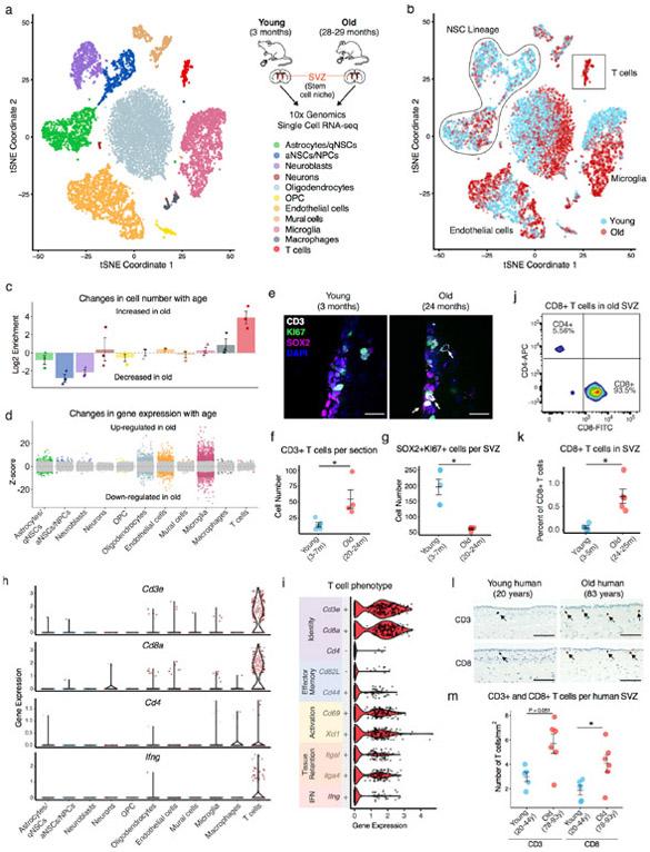 https://cdn.ncbi.nlm.nih.gov/pmc/blobs/8994/7111535/fbaccd1dac7e/nihms-1531024-f0001.jpg