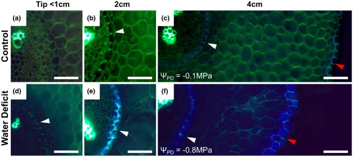 https://cdn.ncbi.nlm.nih.gov/pmc/blobs/8994/7680640/b2dfc7f58091/PLD3-4-e00278-g004.jpg