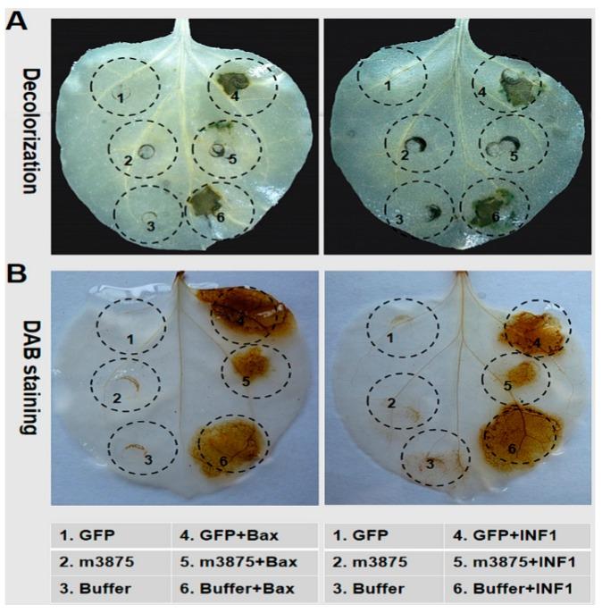 https://cdn.ncbi.nlm.nih.gov/pmc/blobs/8996/6888338/ac5b24545c04/ijms-20-05802-g003.jpg