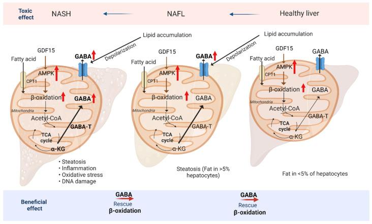 https://cdn.ncbi.nlm.nih.gov/pmc/blobs/8997/10003236/650af172bada/ijms-24-04584-g003.jpg