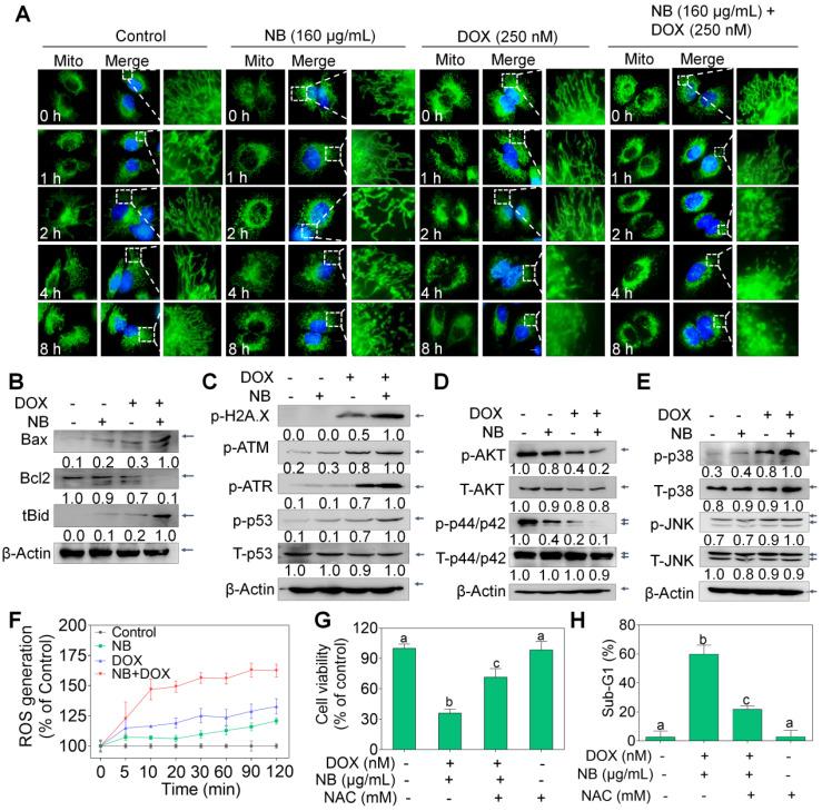https://cdn.ncbi.nlm.nih.gov/pmc/blobs/8998/7481425/f70bc995aec4/thnov10p10154g003.jpg