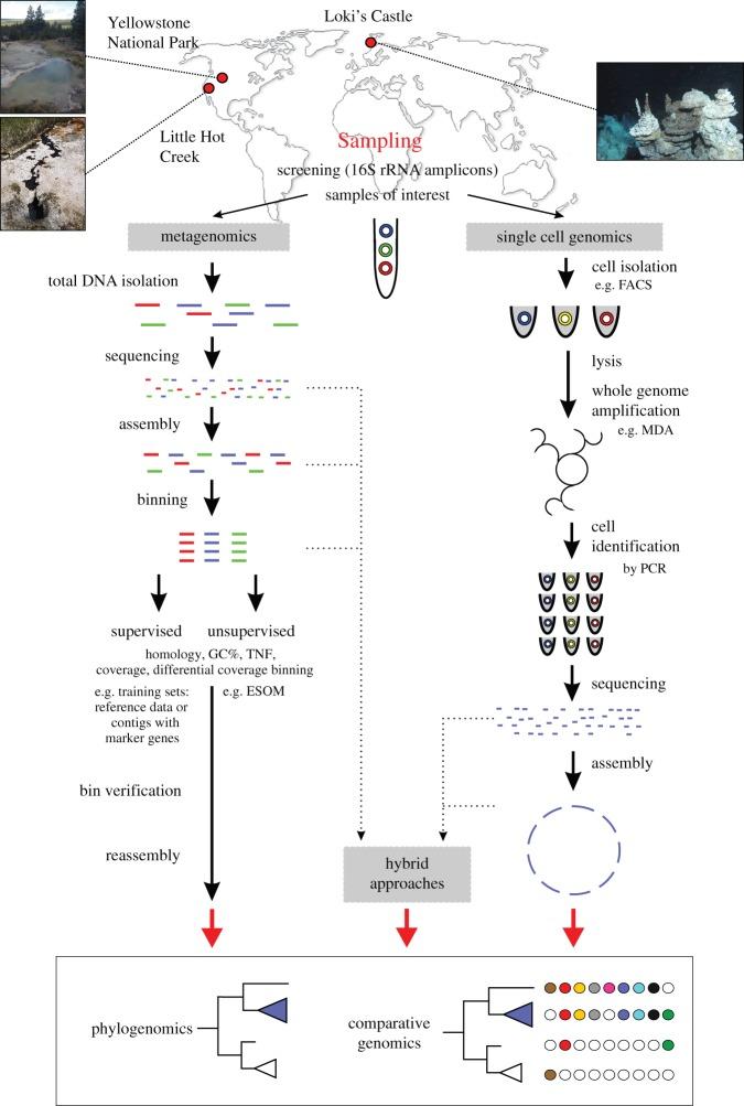 https://cdn.ncbi.nlm.nih.gov/pmc/blobs/899b/4571567/be212e65f037/rstb20140328-g2.jpg