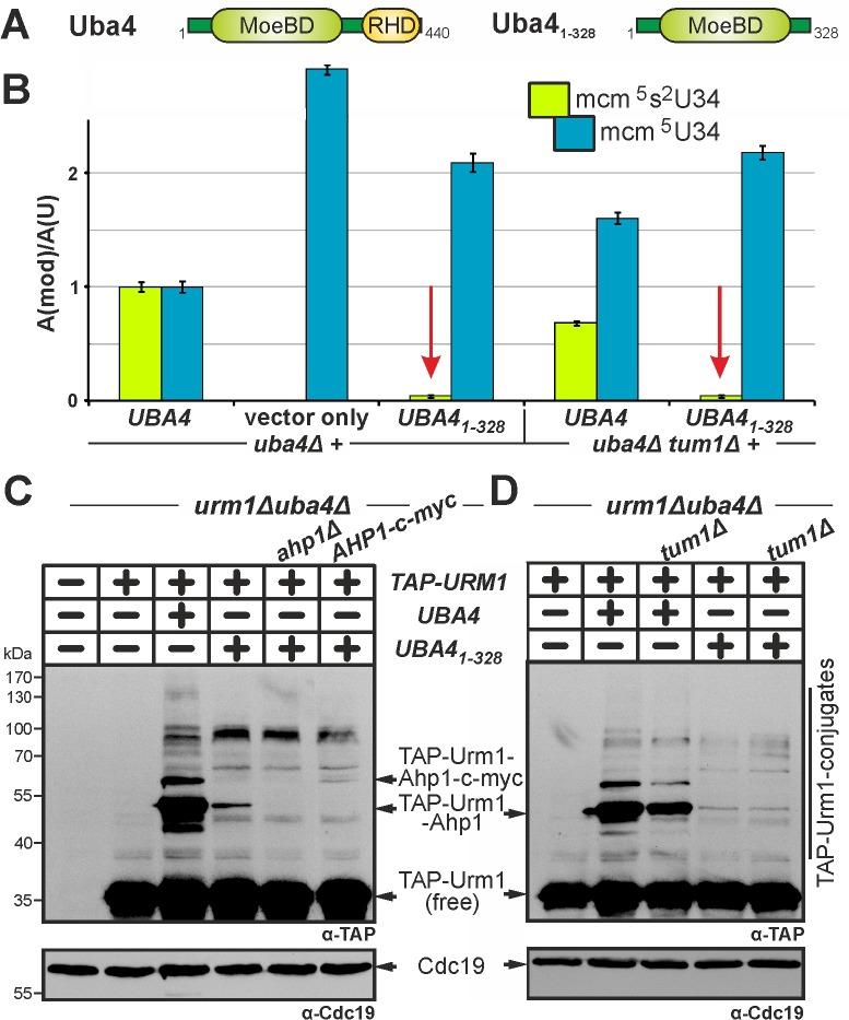 https://cdn.ncbi.nlm.nih.gov/pmc/blobs/899c/5349211/79656144ee0b/mic-03-554-g05.jpg