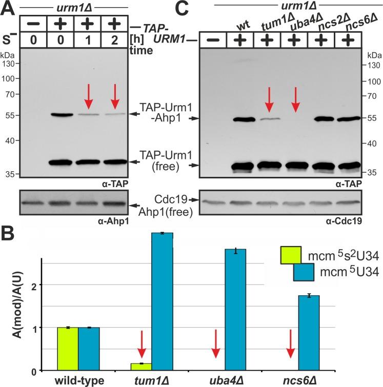 https://cdn.ncbi.nlm.nih.gov/pmc/blobs/899c/5349211/9a095e39c6a1/mic-03-554-g03.jpg