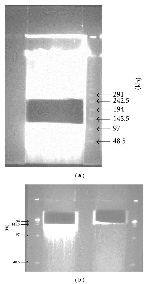 https://cdn.ncbi.nlm.nih.gov/pmc/blobs/899d/4026951/76cf8f0ba371/BMRI2014-845806.002.jpg
