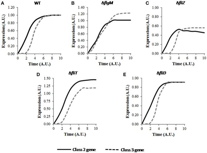 https://cdn.ncbi.nlm.nih.gov/pmc/blobs/89a3/5809477/1f88beb89bdd/fcimb-08-00036-g0002.jpg