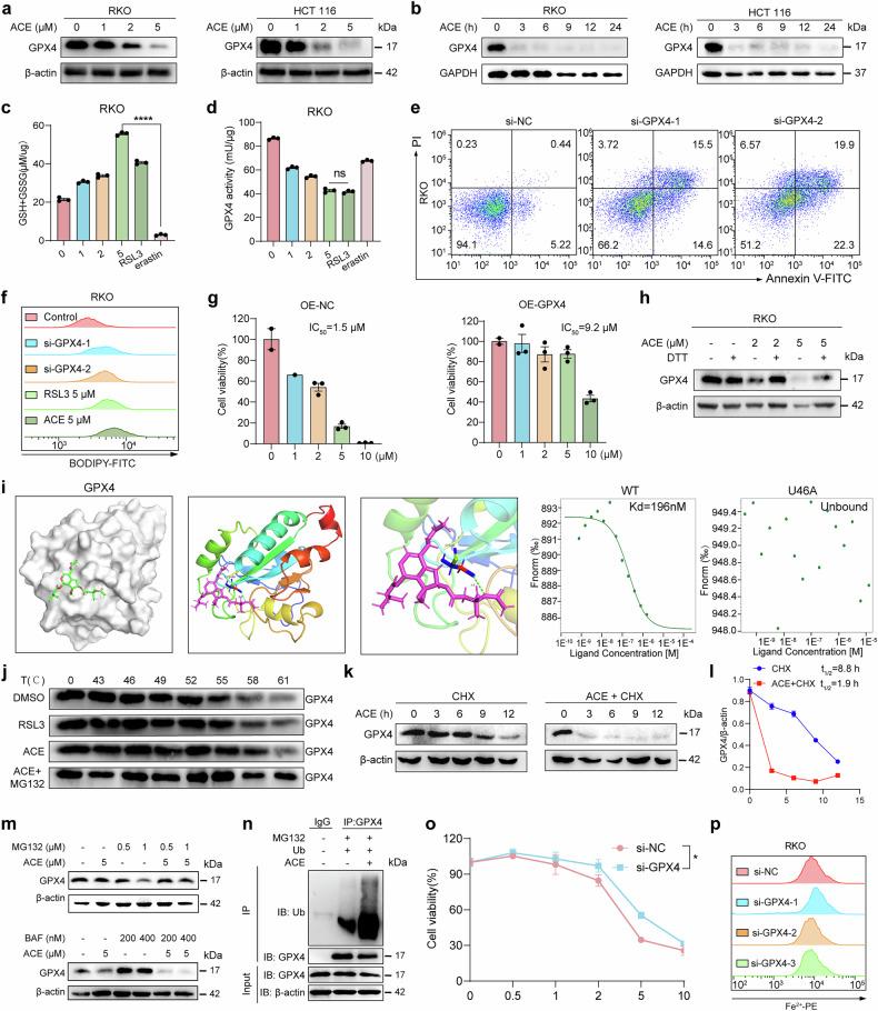 https://cdn.ncbi.nlm.nih.gov/pmc/blobs/89a4/12230175/b88ea28798cf/41392_2025_2296_Fig7_HTML.jpg
