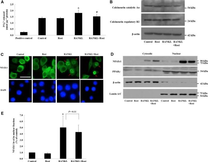 https://cdn.ncbi.nlm.nih.gov/pmc/blobs/89a6/6168694/45947016e9bb/FEB4-8-1584-g002.jpg