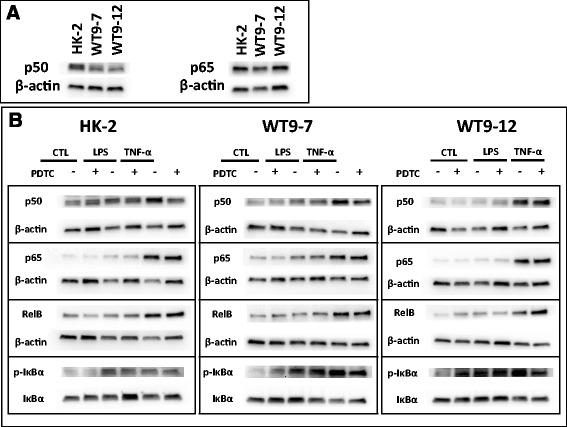 https://cdn.ncbi.nlm.nih.gov/pmc/blobs/89aa/4678764/5740c66ab461/12882_2015_193_Fig5_HTML.jpg
