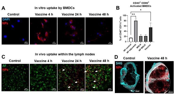https://cdn.ncbi.nlm.nih.gov/pmc/blobs/89ab/11946167/e9f9192f99cb/vaccines-13-00314-g001.jpg