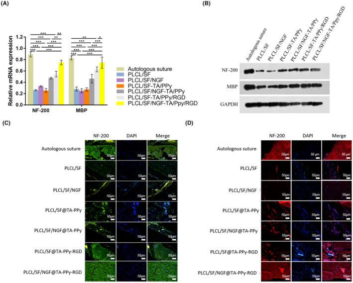 https://cdn.ncbi.nlm.nih.gov/pmc/blobs/89ac/11298313/06a68c879b6d/JCMM-28-e18544-g007.jpg