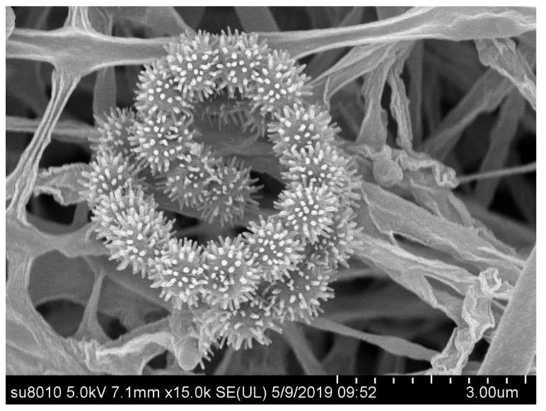 https://cdn.ncbi.nlm.nih.gov/pmc/blobs/89ad/7232196/63385c1a9809/microorganisms-08-00495-g003.jpg