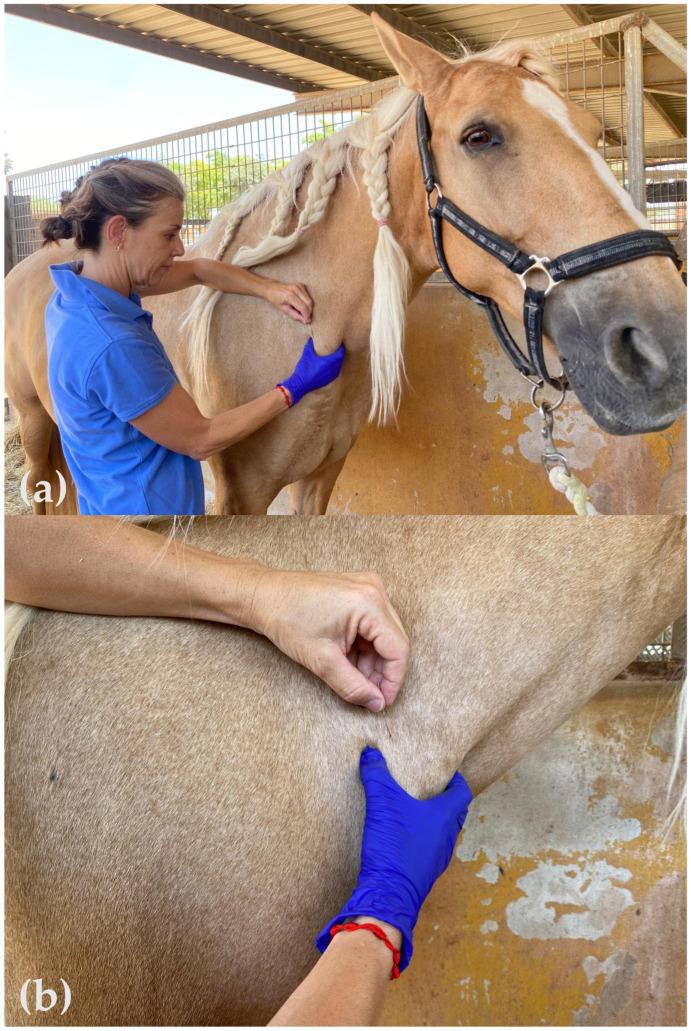 https://cdn.ncbi.nlm.nih.gov/pmc/blobs/89b8/12345582/e838c5b91bcf/animals-15-02207-g003.jpg