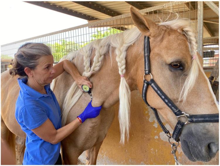 https://cdn.ncbi.nlm.nih.gov/pmc/blobs/89b8/12345582/f3d81d607283/animals-15-02207-g002.jpg