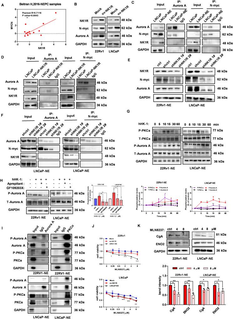 https://cdn.ncbi.nlm.nih.gov/pmc/blobs/89ba/10310825/6320750988c8/41419_2023_5894_Fig5_HTML.jpg