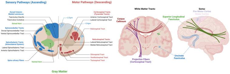 https://cdn.ncbi.nlm.nih.gov/pmc/blobs/89c6/12365691/ee2215abb6c9/IMAG.a.111_fig1.jpg