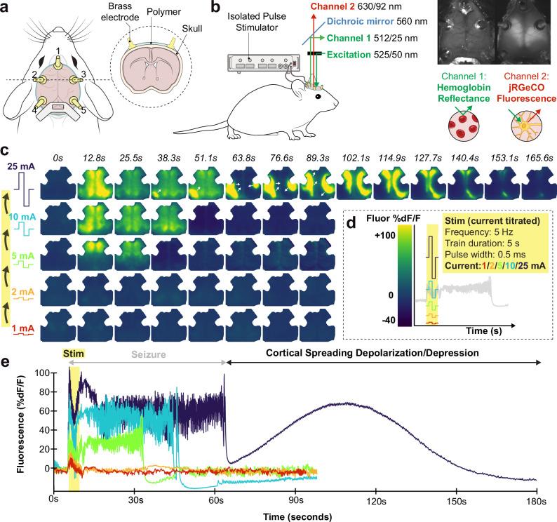 https://cdn.ncbi.nlm.nih.gov/pmc/blobs/89c7/12086196/7c13d0b83317/41467_2025_59900_Fig1_HTML.jpg