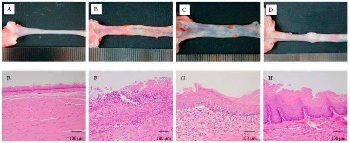 https://cdn.ncbi.nlm.nih.gov/pmc/blobs/89ca/5578003/df03ede47d12/ijms-18-01611-g001.jpg
