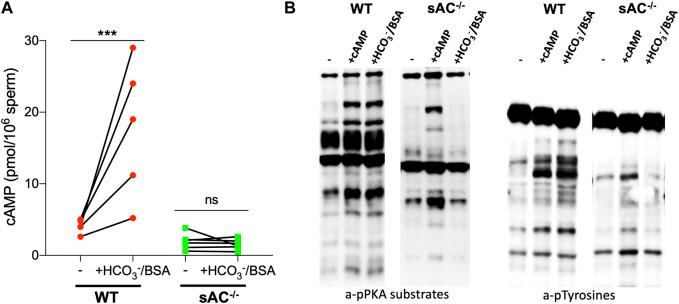 https://cdn.ncbi.nlm.nih.gov/pmc/blobs/89cb/10160483/2958c6c39b65/fcell-11-1134051-g001.jpg