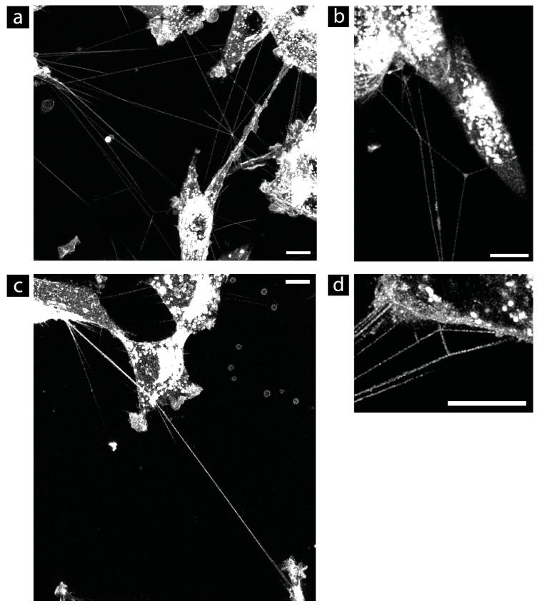 https://cdn.ncbi.nlm.nih.gov/pmc/blobs/89ce/10931022/647d2bc6726e/cells-13-00464-g005.jpg