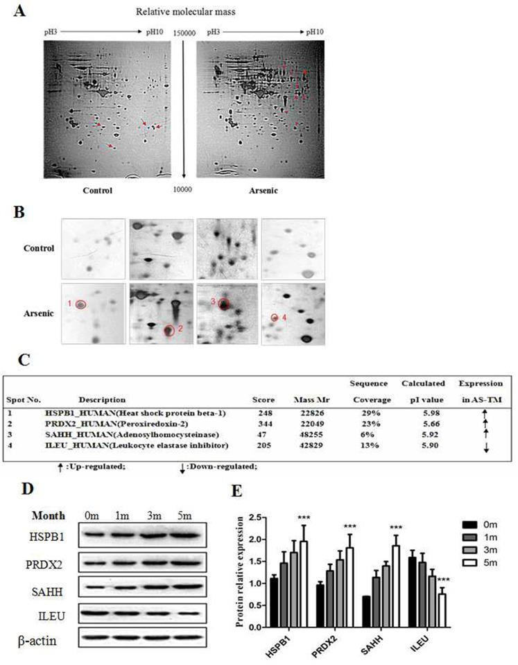 https://cdn.ncbi.nlm.nih.gov/pmc/blobs/89ce/5710891/3cea53a13c72/oncotarget-08-90879-g003.jpg