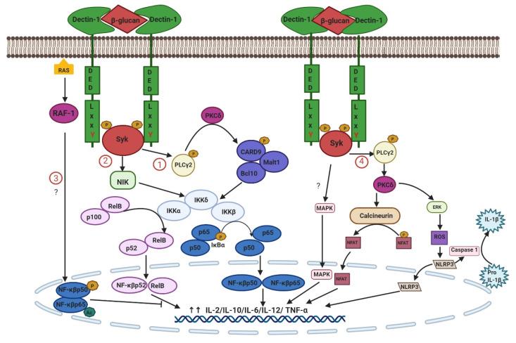 https://cdn.ncbi.nlm.nih.gov/pmc/blobs/89ce/7279300/5f45d0d2d62b/ijms-21-03665-g002.jpg