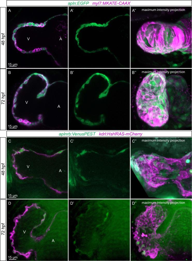 https://cdn.ncbi.nlm.nih.gov/pmc/blobs/89ce/8916774/68b1a7811e60/elife-73231-fig3.jpg